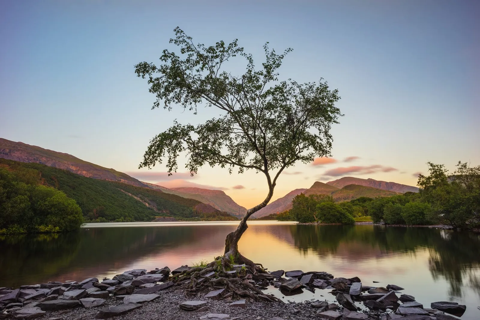 lone-tree-standing-by-llyn-padarn-lake-by-mountains-at-sunrise-in-llanberis-snowdonia-national-park-wales
