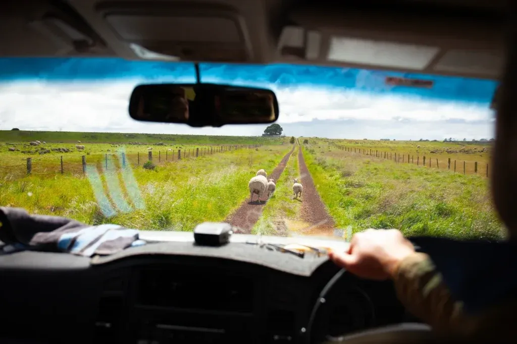 A guide to rural driving